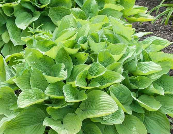 Hosta 'August Moon' (Plantain Lily)