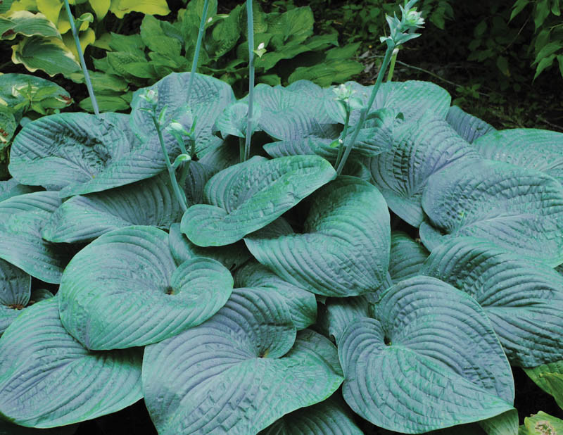 Hosta 'Humpback Whale' (Plantain Lily)