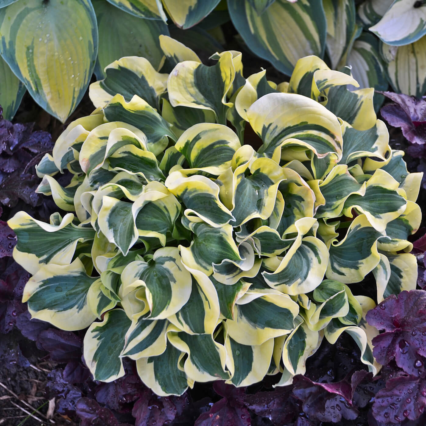 Mini skirt hosta on sale plant