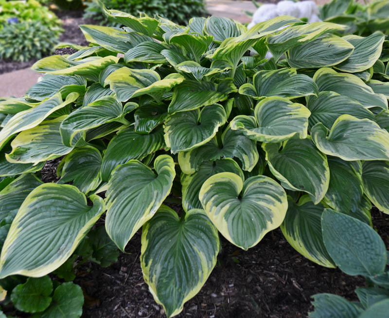 Hosta 'Victory' (Plantain Lily)