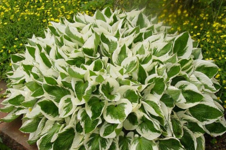 Hosta 'Brim Cup' (Plantain Lily)