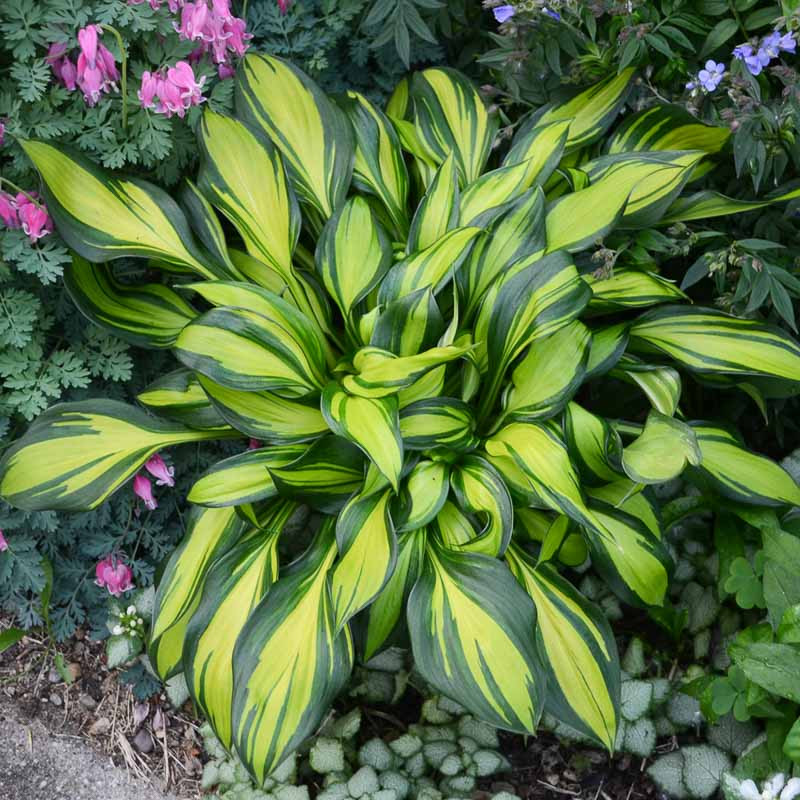 Hosta 'Rainbow's End' (Plantain Lily)