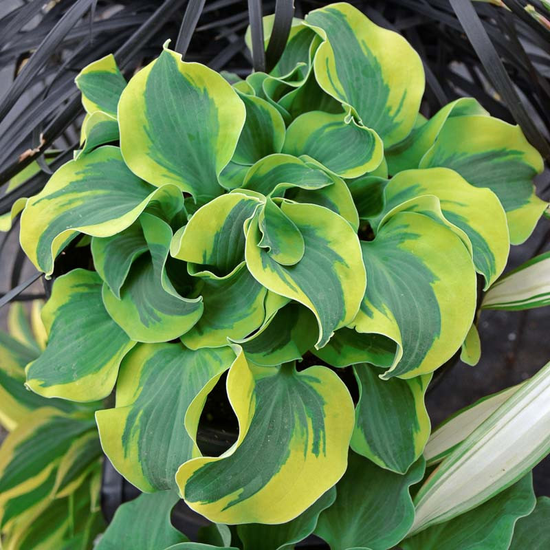 Hosta 'School Mouse' (Plantain Lily)