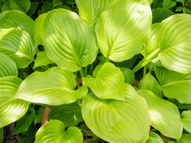 Hostas for Warmer Climates