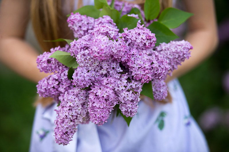 How to Grow Lilacs for a Fragrant Spring - Garden Therapy