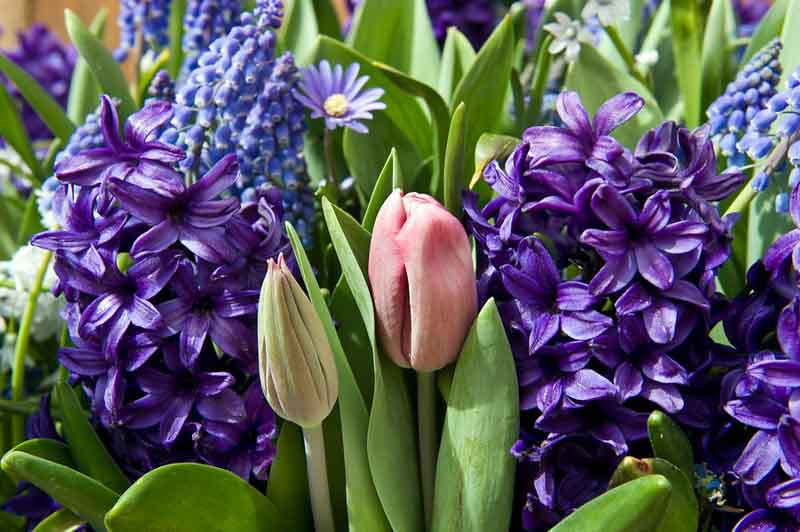 Hyacinthus orientalis 'Peter Stuyvesant' (Dutch Hyacinth)