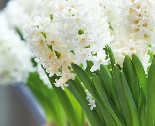 Hyacinthus orientalis 'Top White' (Dutch Hyacinth)