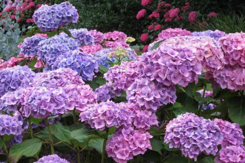 Hydrangea macrophylla 'Hamburg'