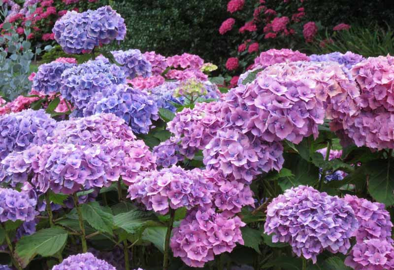 Hydrangea macrophylla 'Hamburg'