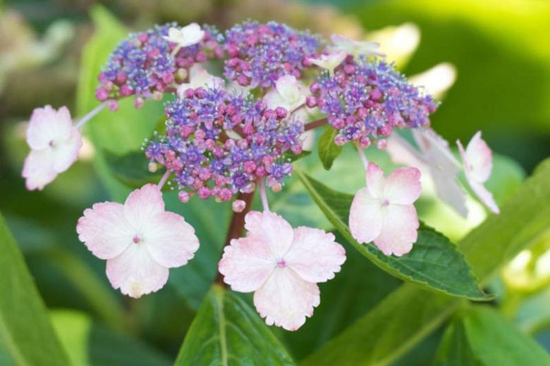 Hydrangea serrata 'Beni-Gaku'