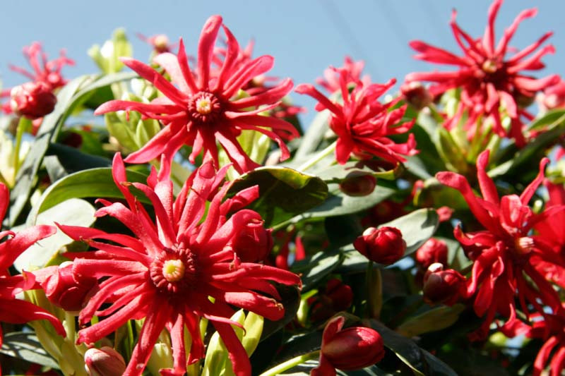 Illicium floridanum Miss Scarlett® (Florida Anise)