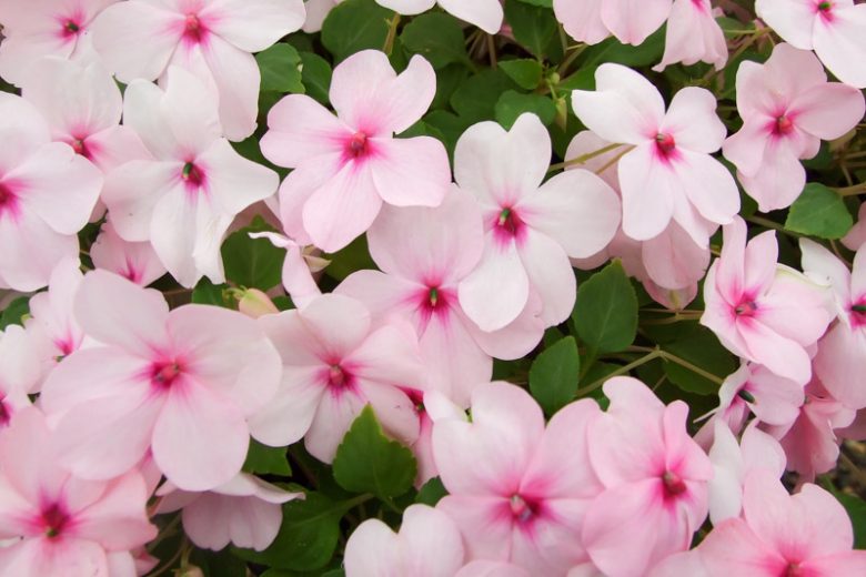 Impatiens: How to Grow and Care with Success
