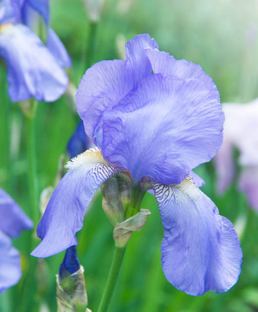 Cool Blue Bearded Iris Mixture