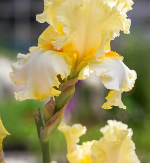 Iris 'Champagne Walz' (Bearded Iris)