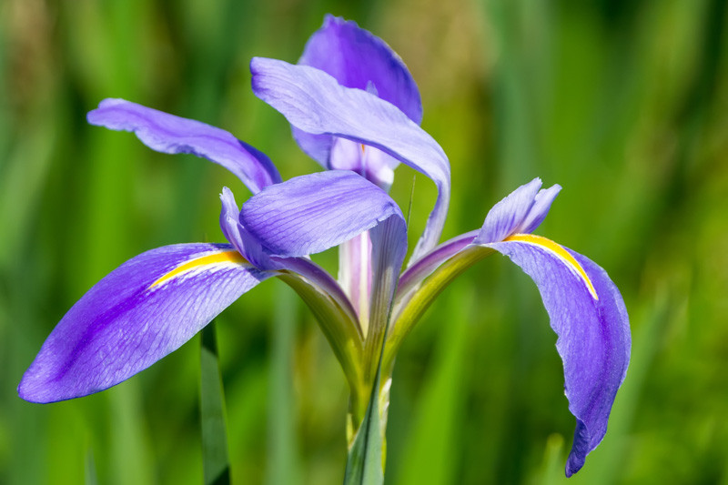 50 Wild Blue Iris Flower Seeds