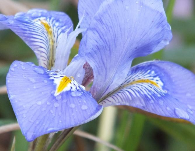 Iris unguicularis (Algerian Iris)
