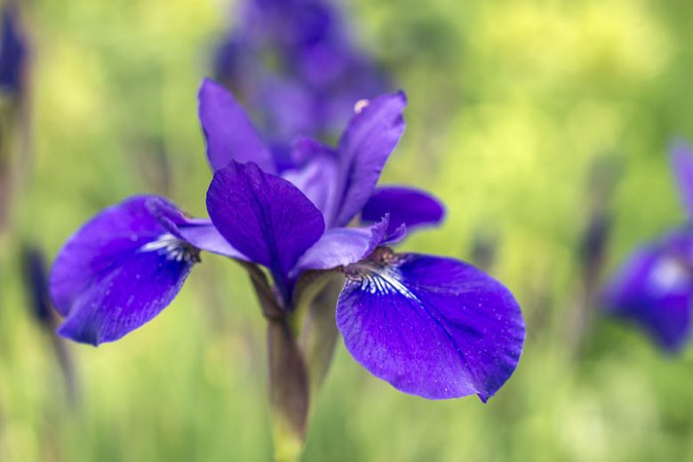 Iris versicolor (Blue iris) - Swamp Rose Coop