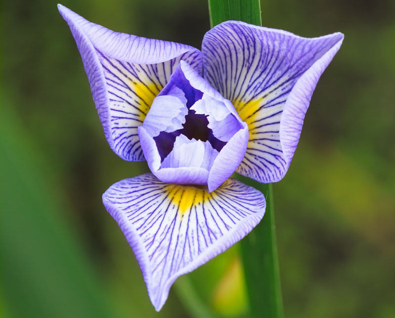 Texas Rangers White Purple Hibiscus Pink Hummingbird Pink Hawaiian