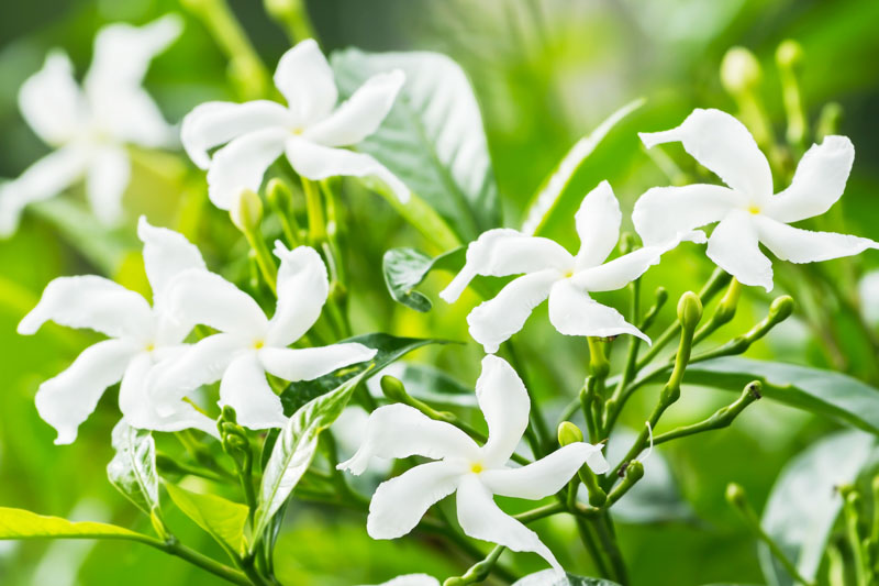 Jasmine: How to Grow Indoors and Outdoors