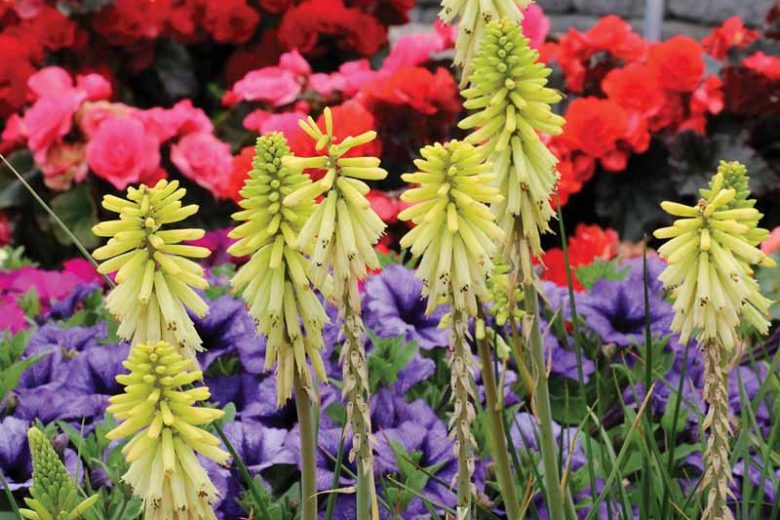 Kniphofia Poco Citron (Red Hot Poker)