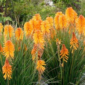 Red Hot Poker: Vibrant Perennial with Torch-Like Flowers