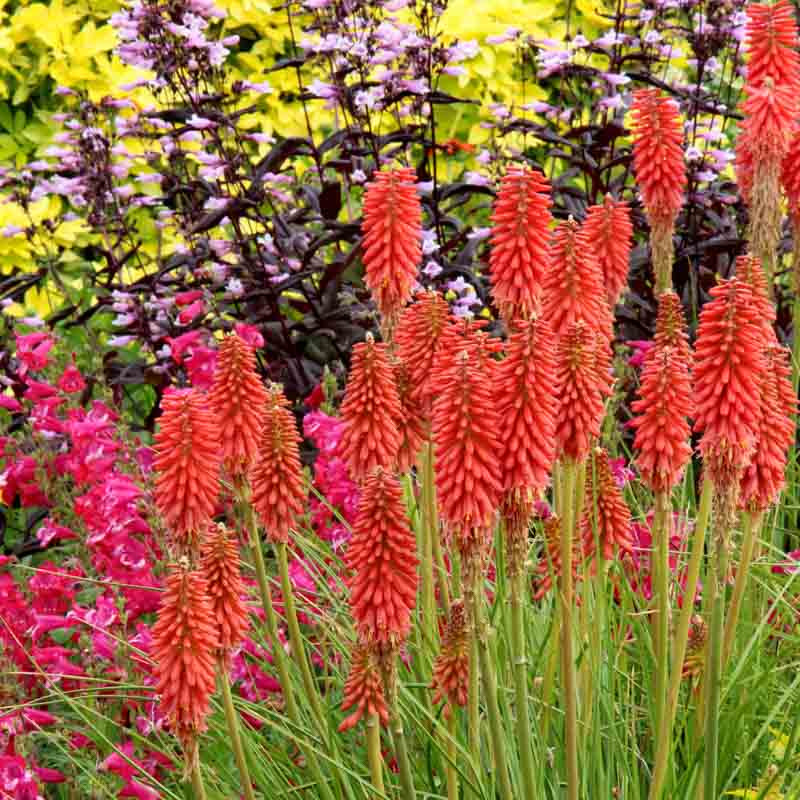 Kniphofia 'Redhot Popsicle' (Red Hot Poker)