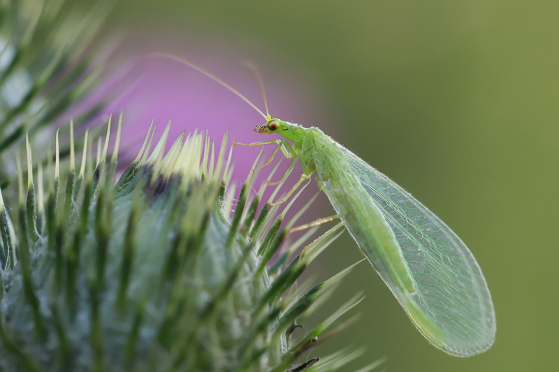 Lacewing  The Canadian Encyclopedia