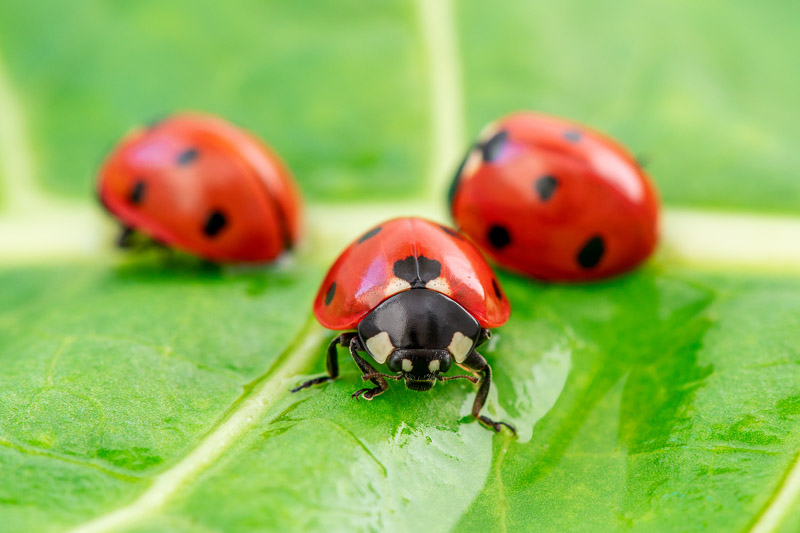 ladybug laying eggs