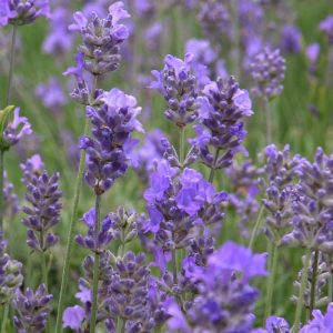 4 Types of Lavender Plants 