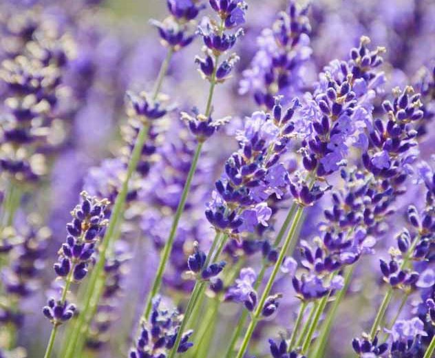 How to Plant a Lavender Hedge (& 12 Reasons Why You Should)