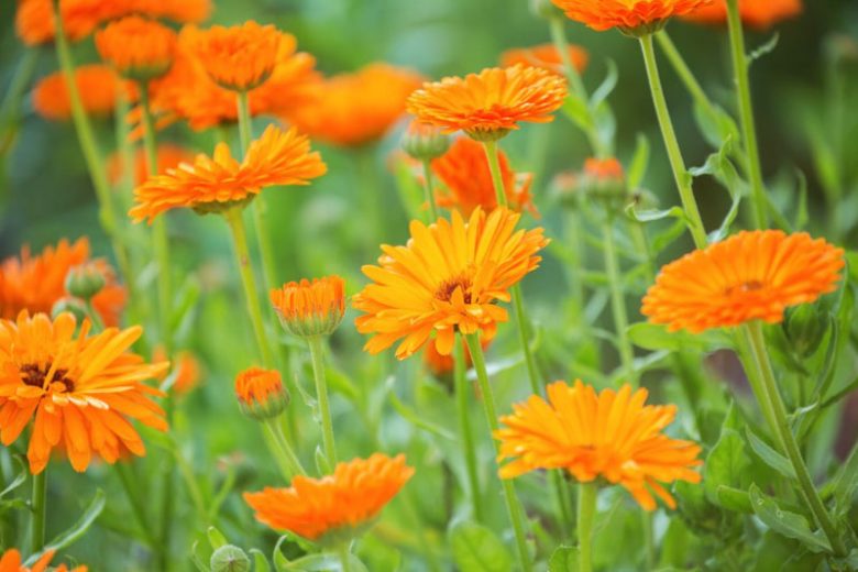 Herb of the Week is Calendula officinalis (Pot Marigold). Also
