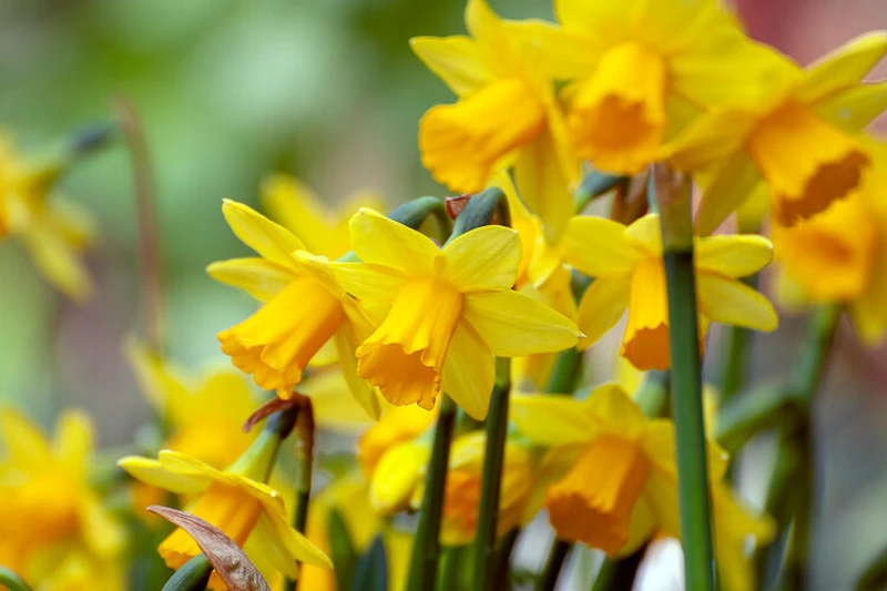 The Best Double Daffodil Varieties to Boost Your Spring Garden