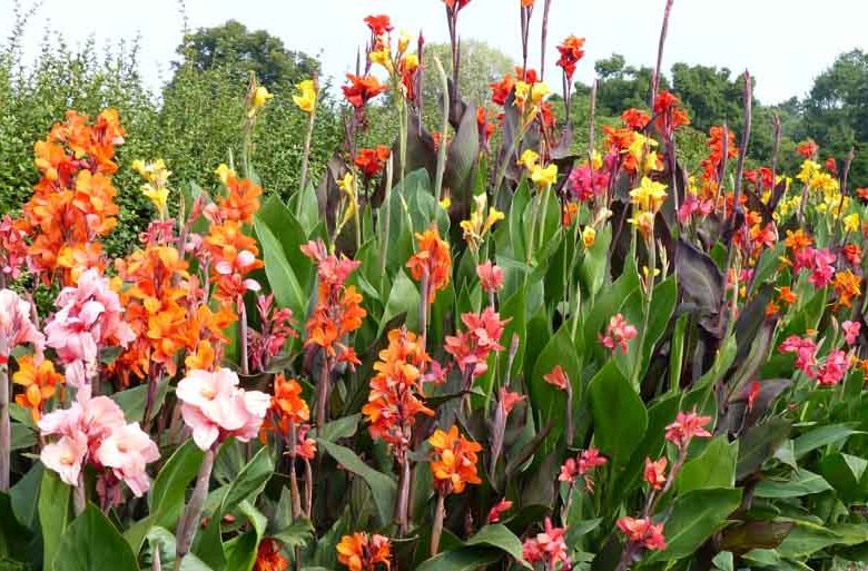 Learn How To Plant, Care and Grow Splendid Canna Lilies