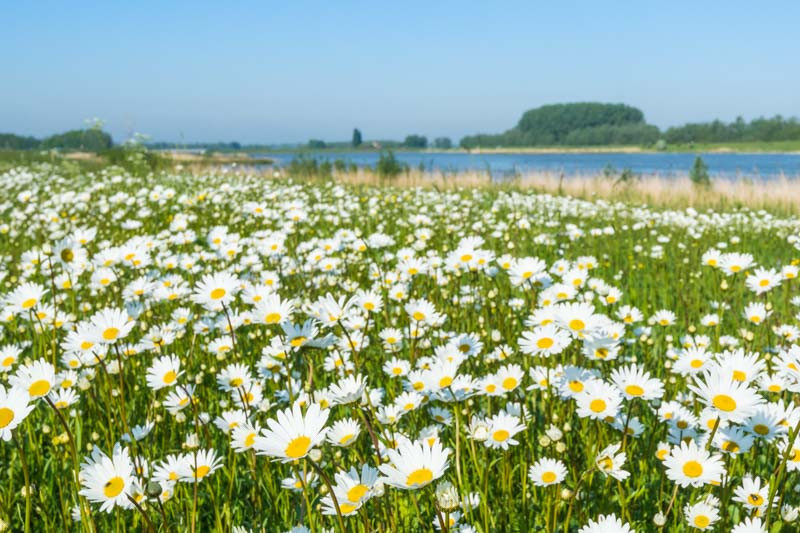 Leucanthemum vulgare (Ox-Eye Daisy)