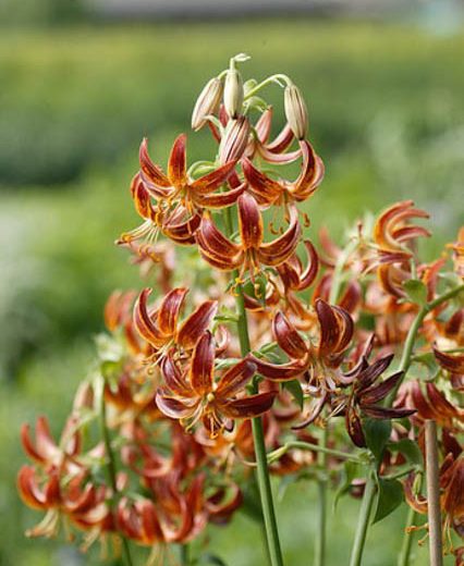 Lilium 'Arabian Knight' (Martagon Lily)