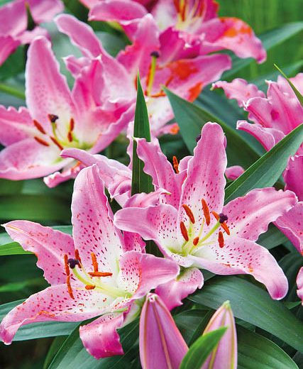 Lilium 'Entertainer' (Oriental Lily)