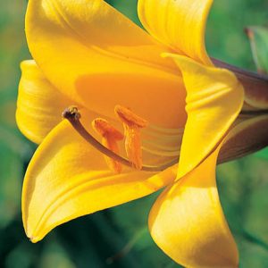 Member's Mark Oriental Trumpet Lilies (Choose color and stem count