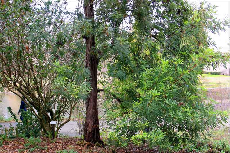 Lyonothamnus floribundus subsp. aspleniifolius Catalina Ironwood