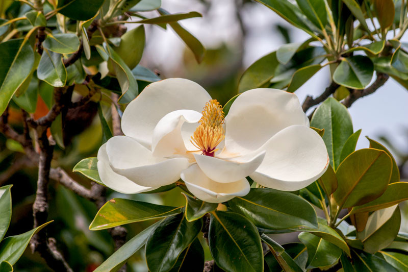 saucer magnolia tree leaves
