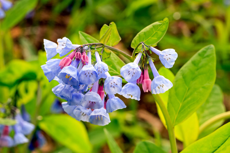 Mertensia virginica (Virginian Bluebells)