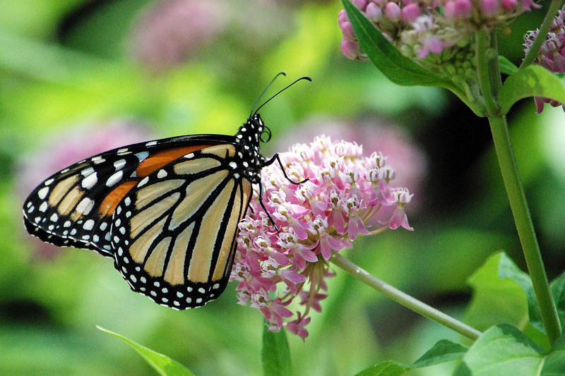 Monarch Nectar Plants for Maine