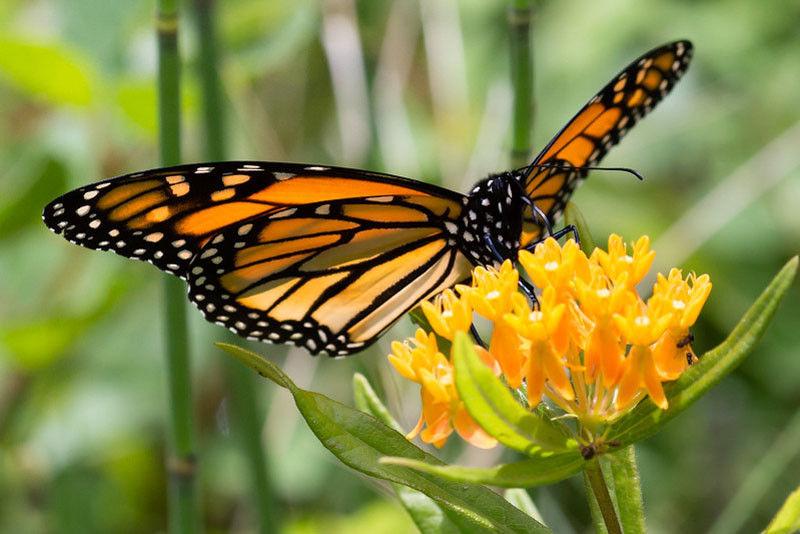 Monarch Nectar Plants for Maryland