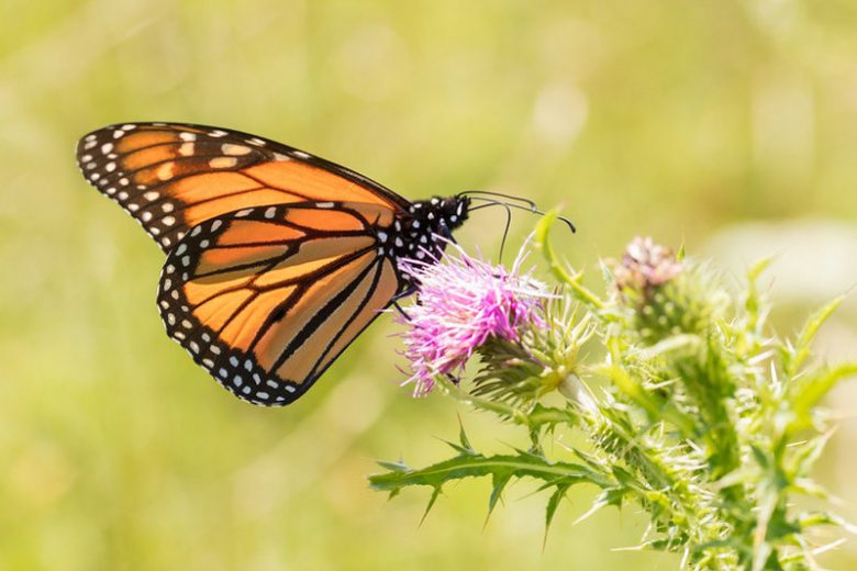 monarch butterflies on flowers