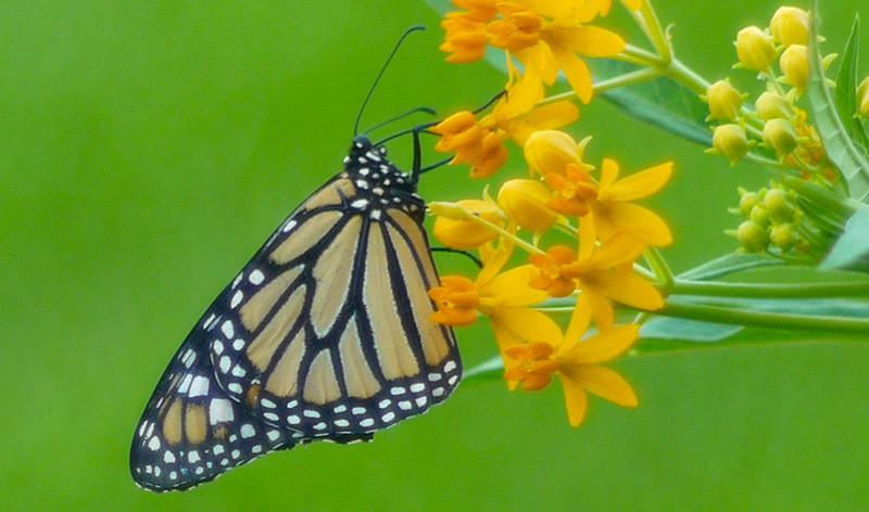 The Connection Between Milkweed and Monarch Butterflies