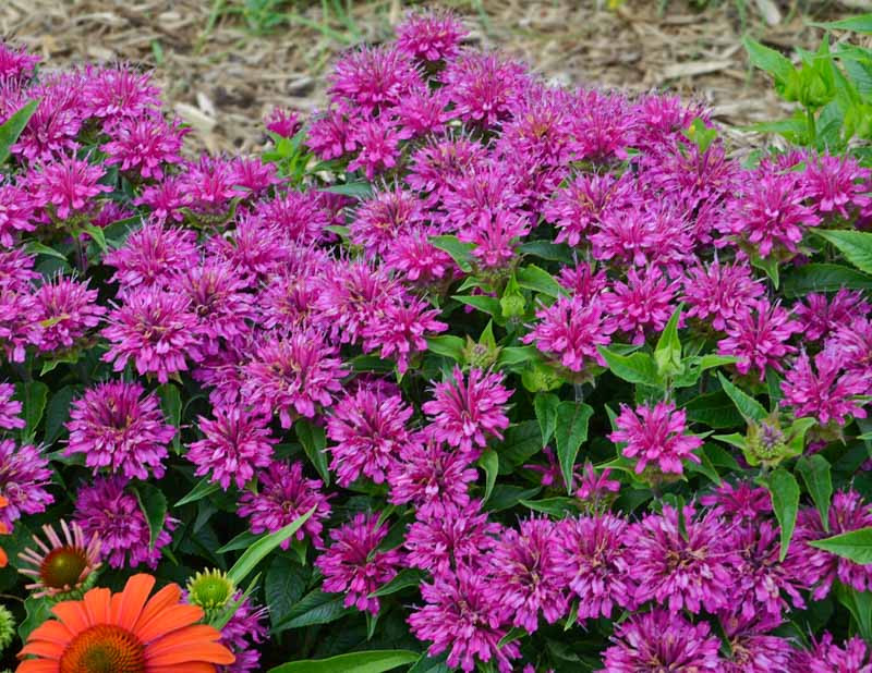 Monarda didyma 'Pardon My Purple' (Bee Balm)