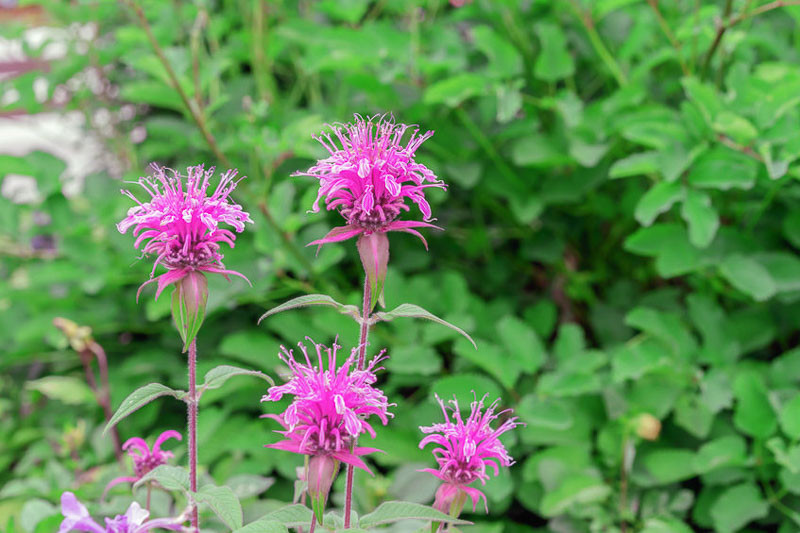 Monarda Electric Neon Coral (Bee Balm, Bergamot, Oswego Tea)