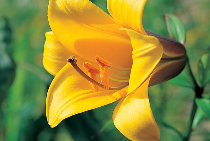 Most Fragrant Trumpet Lilies