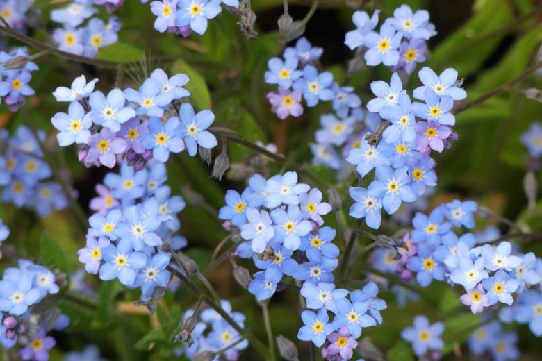 Alpine Forget-Me-Not: A Profile of a Rock Garden Plant
