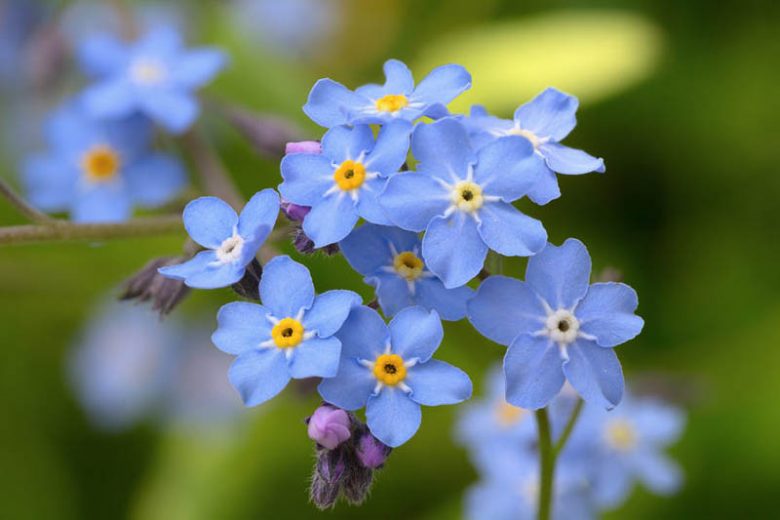 When To Plant Forget-Me-Nots - Tips On Planting Forget-Me-Nots From Seeds