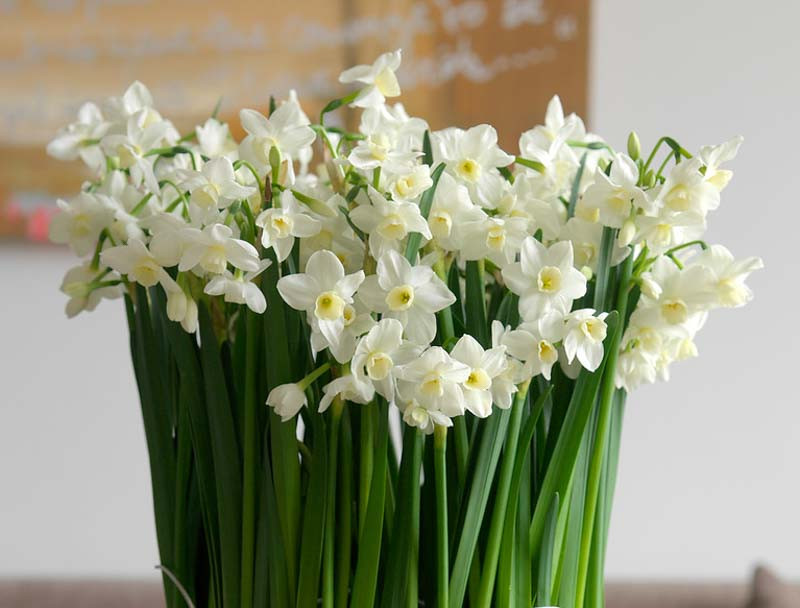 Narcissus. shop Kenya  Buy Narcissus. products online Kenya